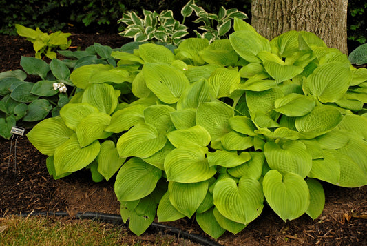 August Moon Hosta