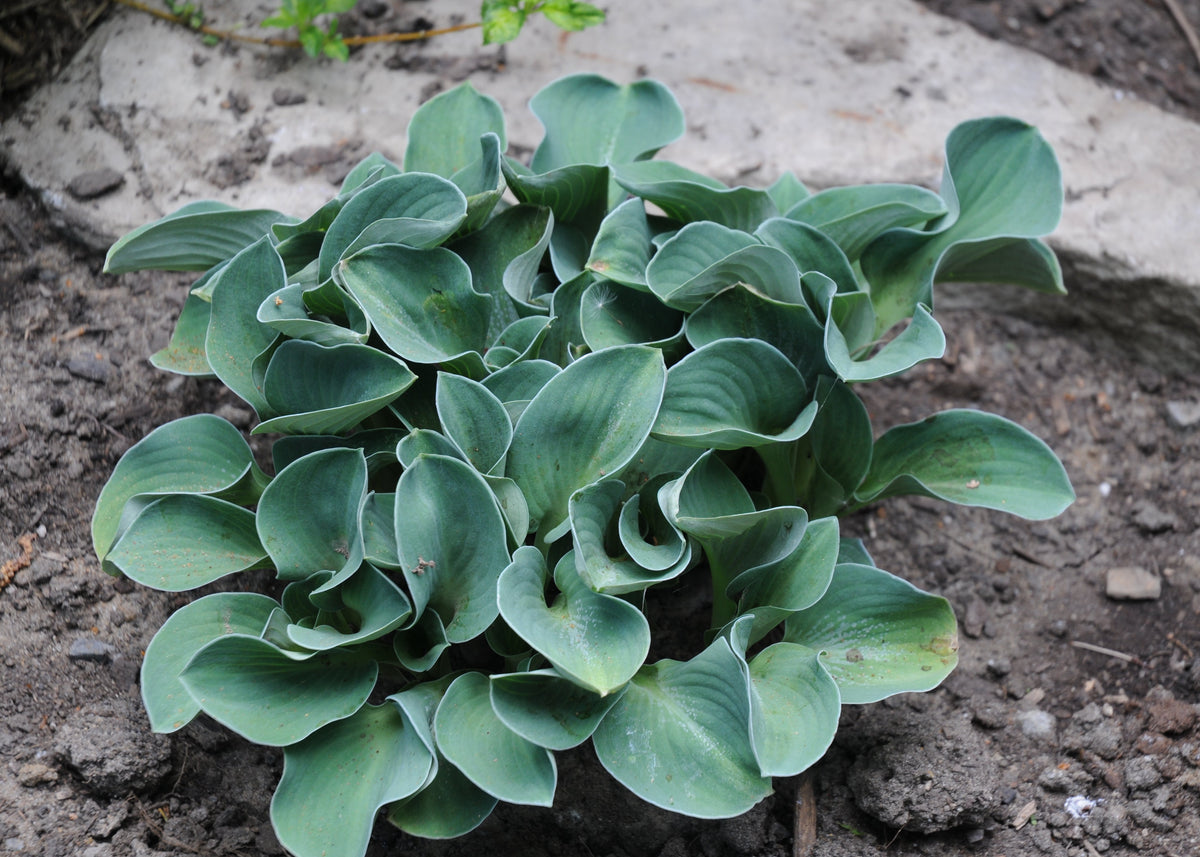 Blue Mouse Ears Hosta