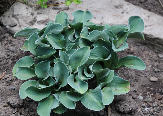 Blue Mouse Ears Hosta