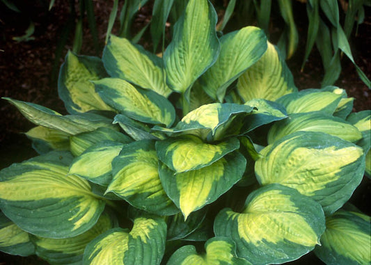 Captain Kirk Hosta