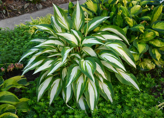 Cool As A Cucumber Hosta