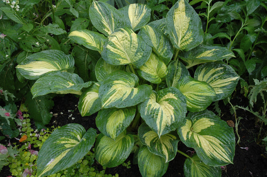 Great Expectations Hosta