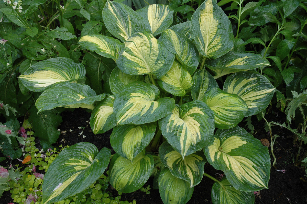 Great Expectations Hosta