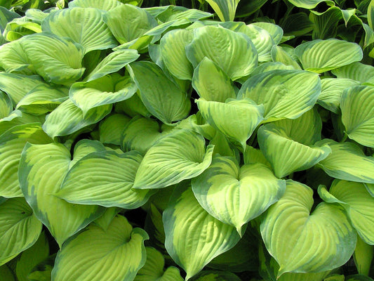 Guacamole Hosta