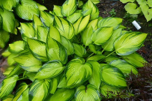 June Fever Hosta