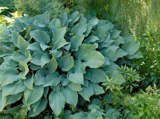 Krossa Regal Hosta