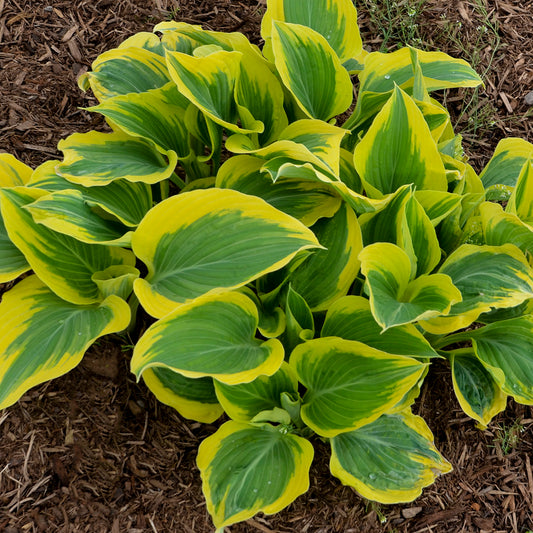 Liberty Hosta