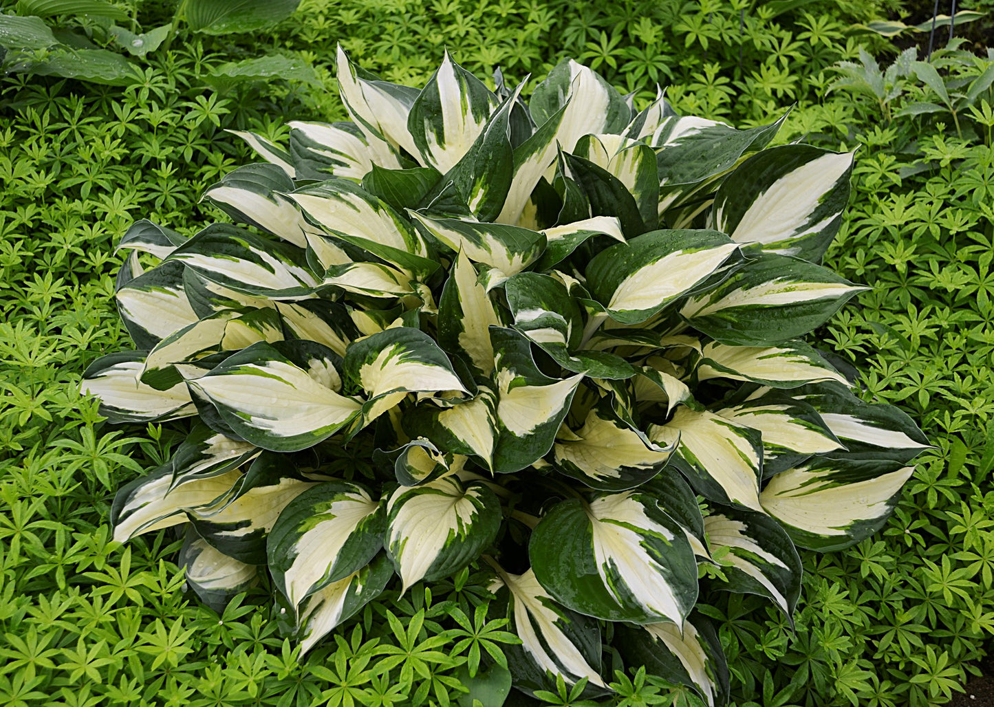 Loyalist Hosta