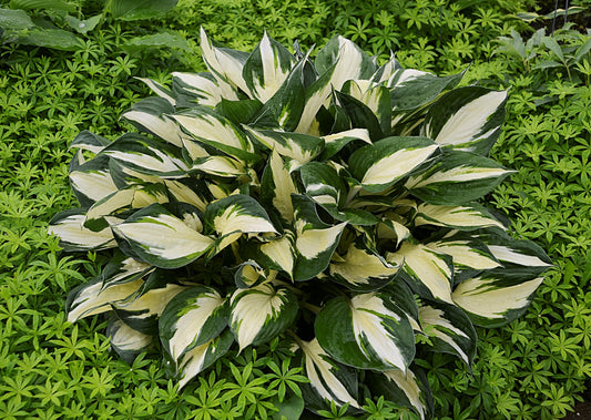 Loyalist Hosta