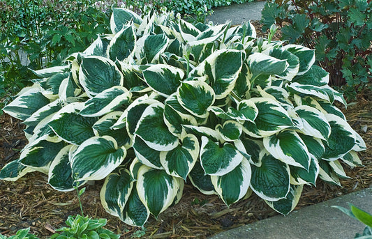 Minuteman Hosta