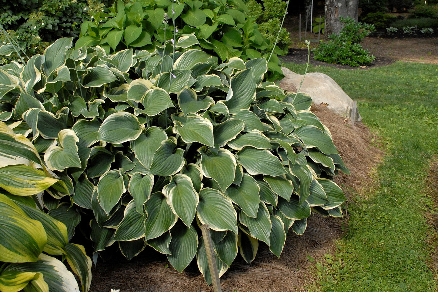Regal Splendor Hosta