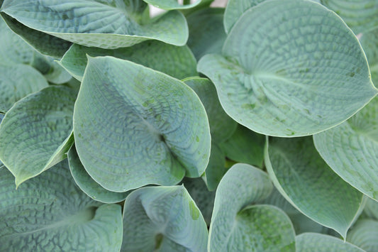 Deep Blue Sea Hosta