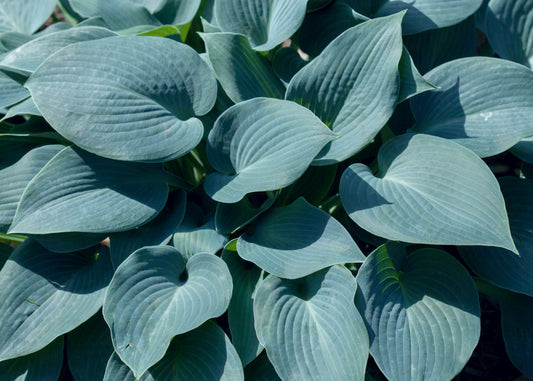Blue Mammoth Hosta