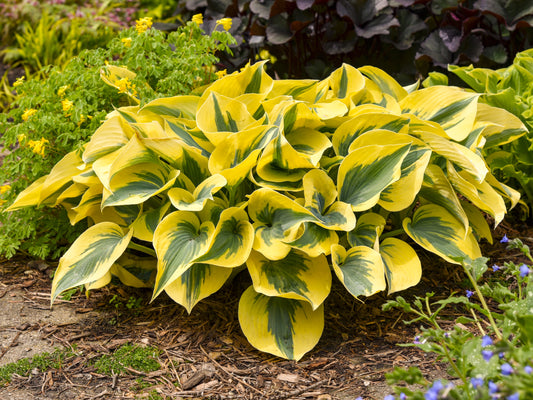 Shadowland® 'Autumn Frost' Hosta