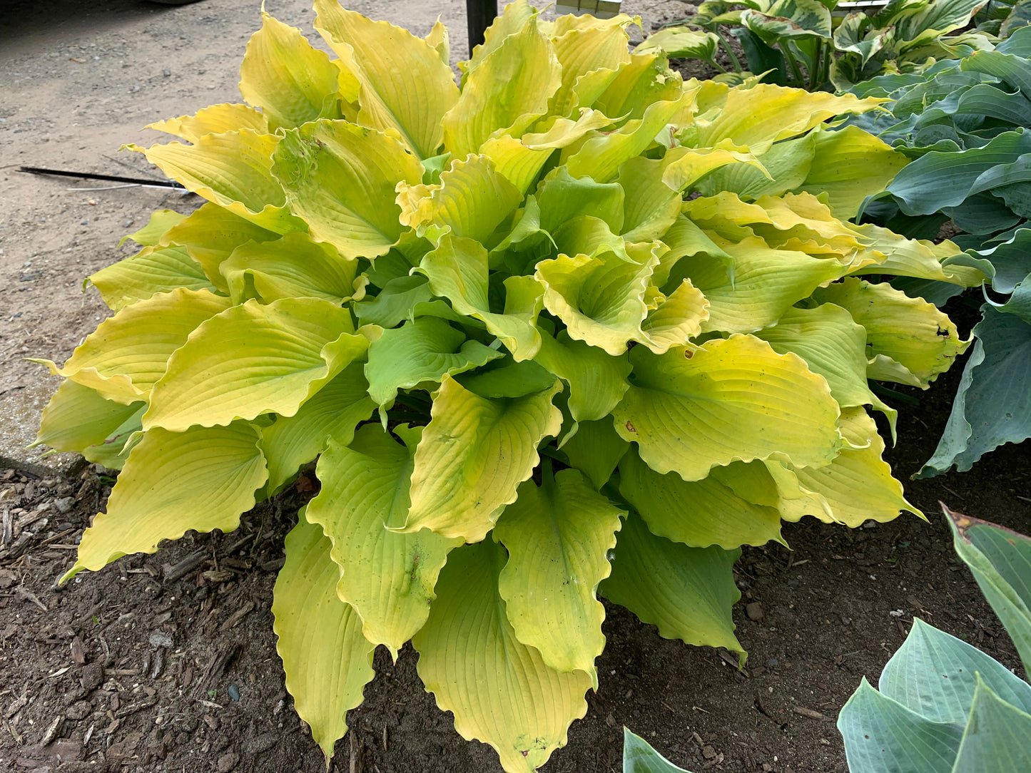 Shadowland® 'Echo the Sun' Hosta