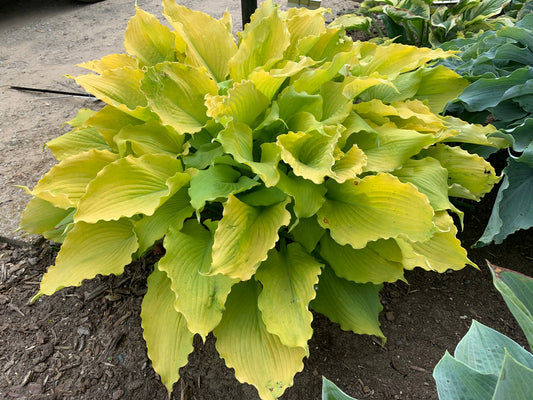 Shadowland® 'Echo the Sun' Hosta