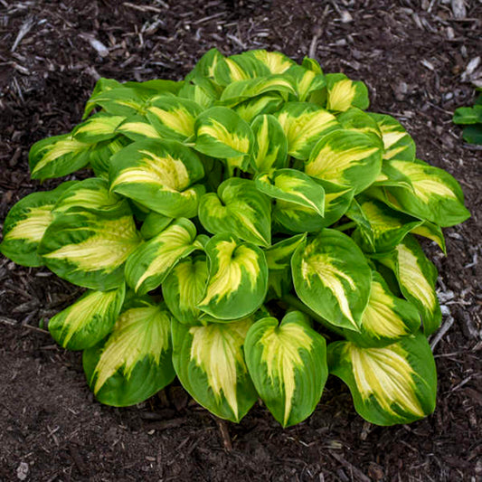 Hosta Etched Glass