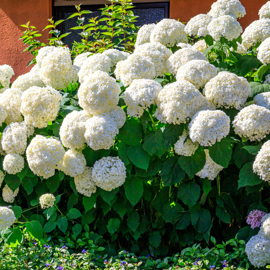 Hydrangea arborescens Annabelle