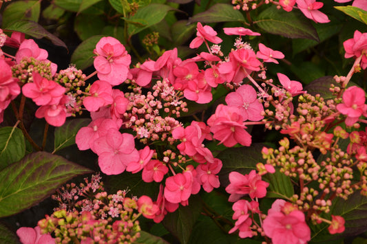 Mountain Hydrangea Pink Dynamo