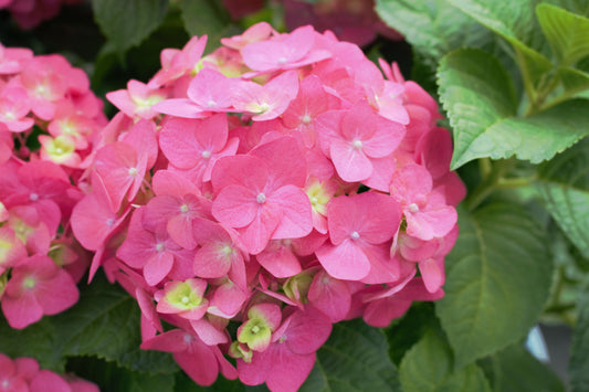 Hydrangea Summer Crush