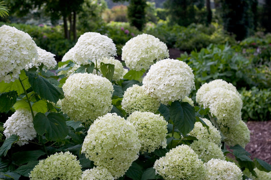 Hydrangea arborescens 'Abetwo' Incrediball®