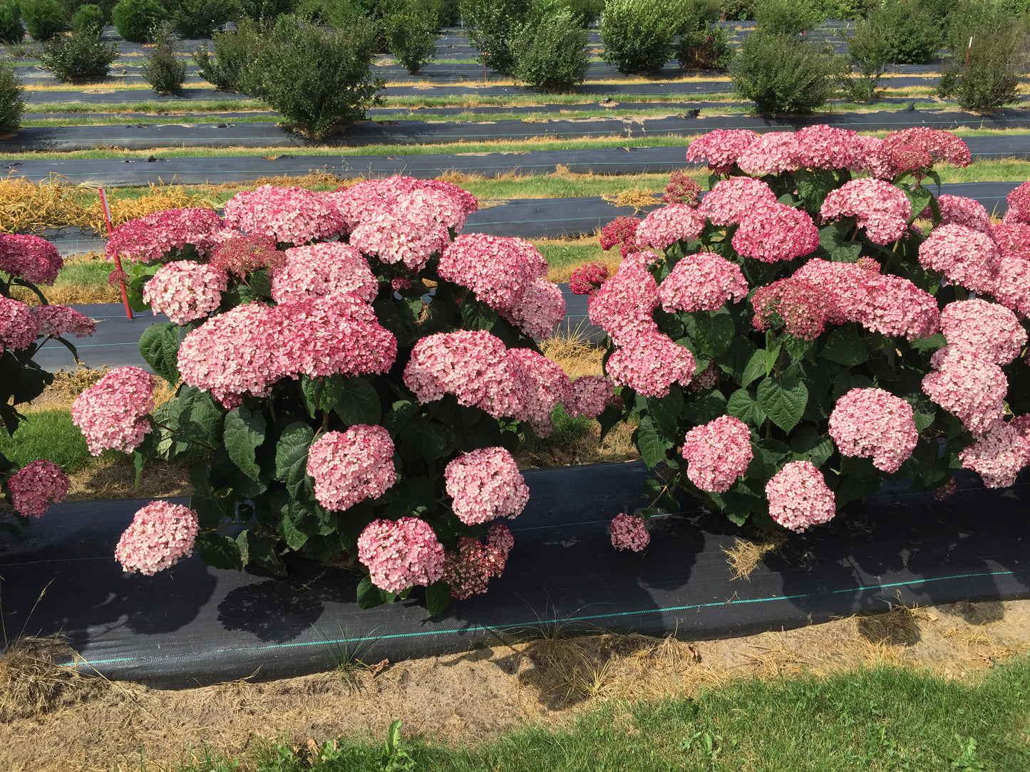 Hydrangea arborescens Incrediball Blush