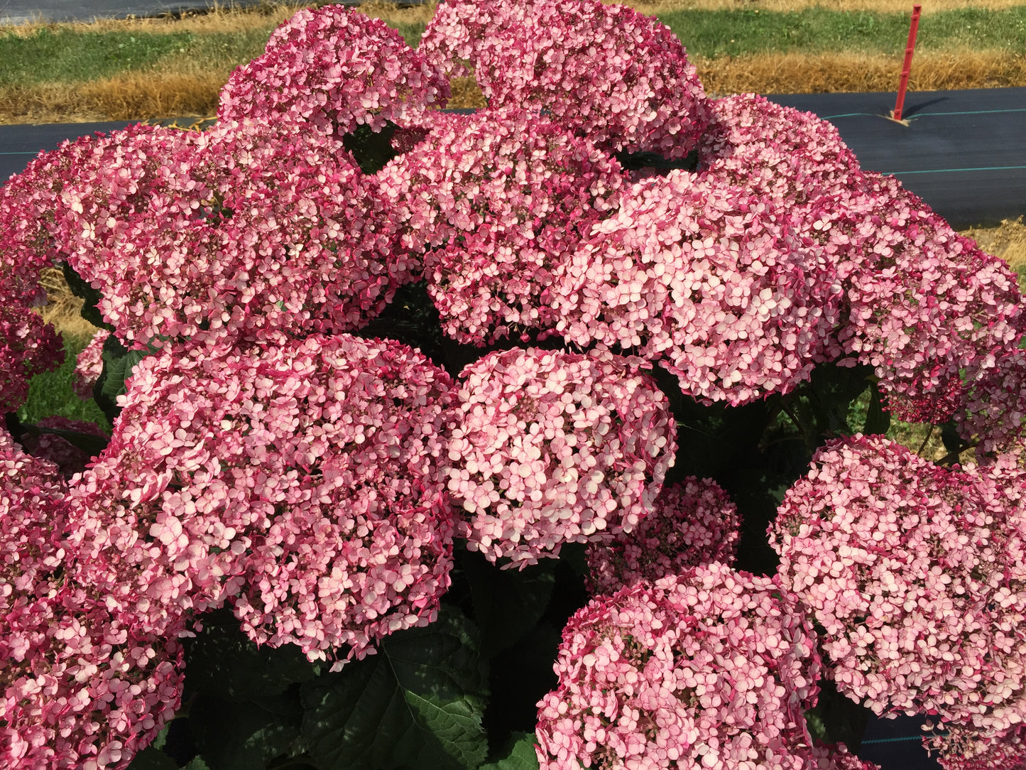 Hydrangea arborescens Incrediball Blush