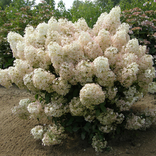 Hydrangea paniculata Bobo