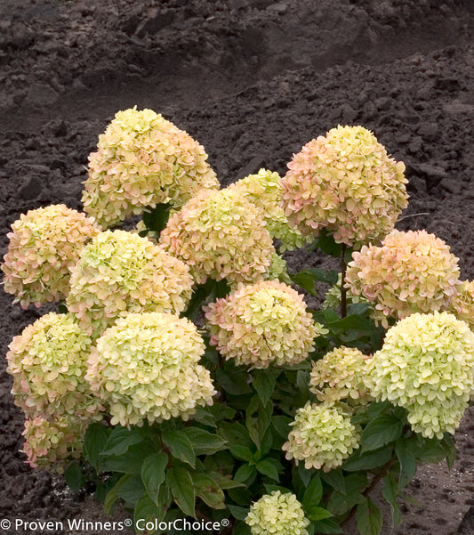 Hydrangea paniculata Little Lime