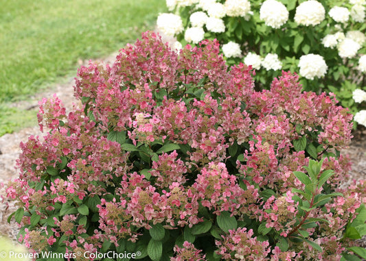 Hydrangea paniculata Little Quick Fire