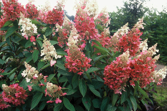 Pinky Winky Hydrangea -