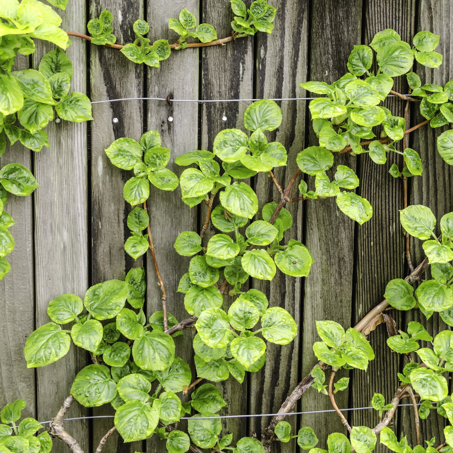 Climbing Hydrangea Miranda