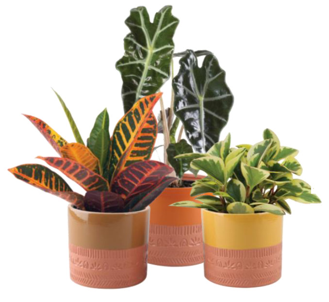 Assorted Houseplant in Hunstville Terra Cotta Pot