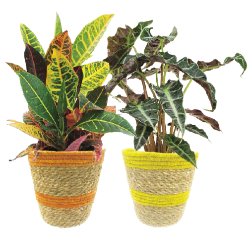 Assorted Houseplant in Killarny Large Basket