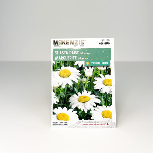 Shasta Daisy Alaska Seeds