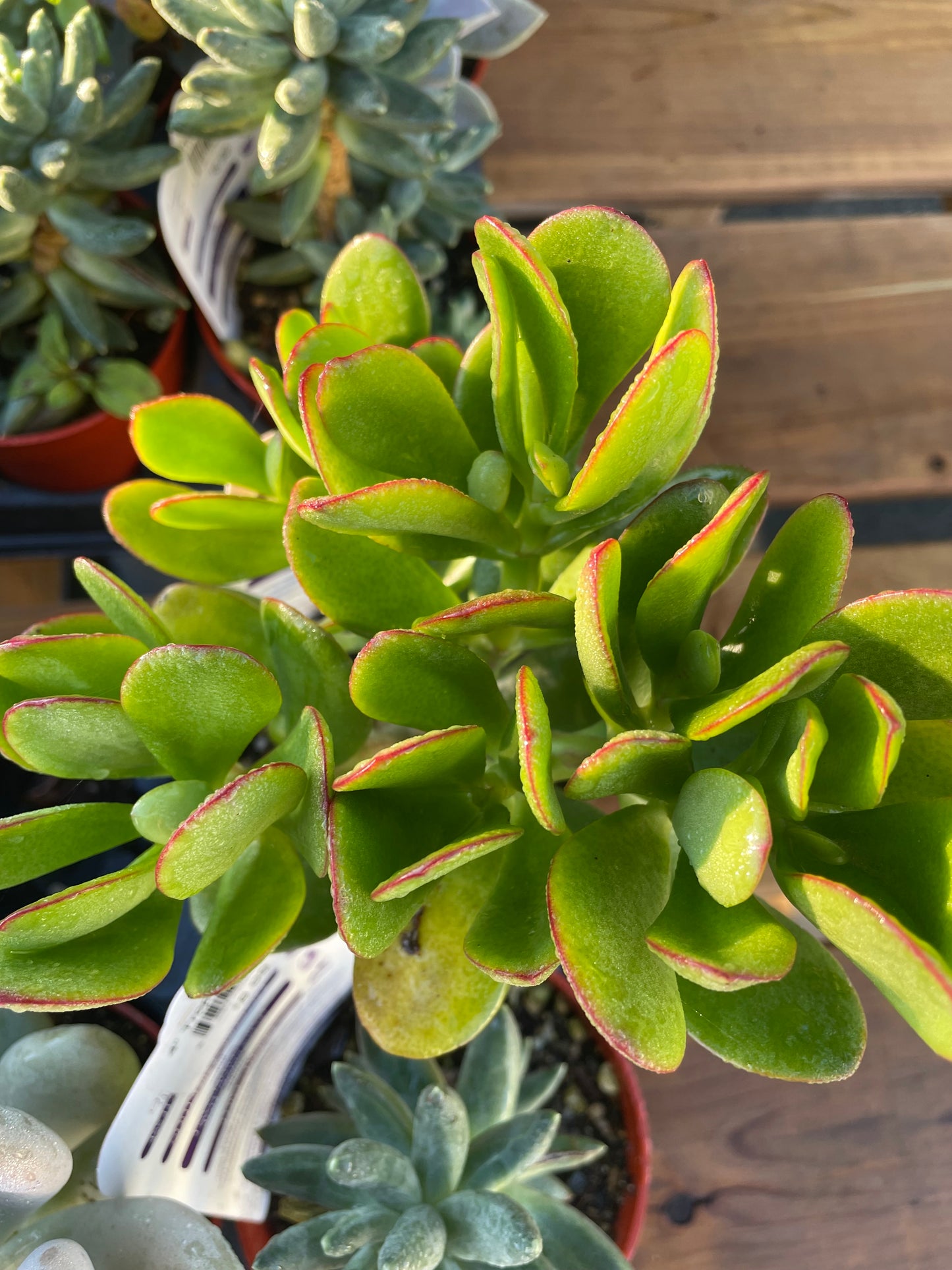 Jade Succulent