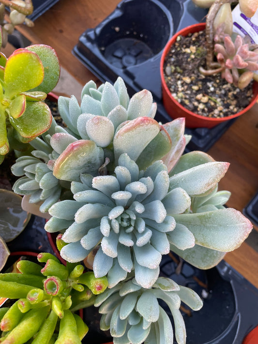 Jeweled Crown Succulent