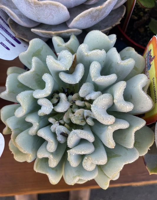 Topsy Turvy Succulent