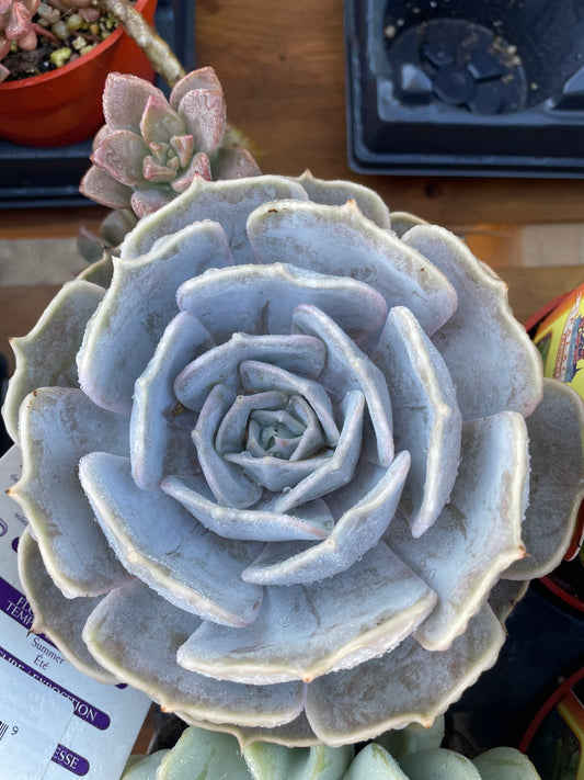 Lola Succulent