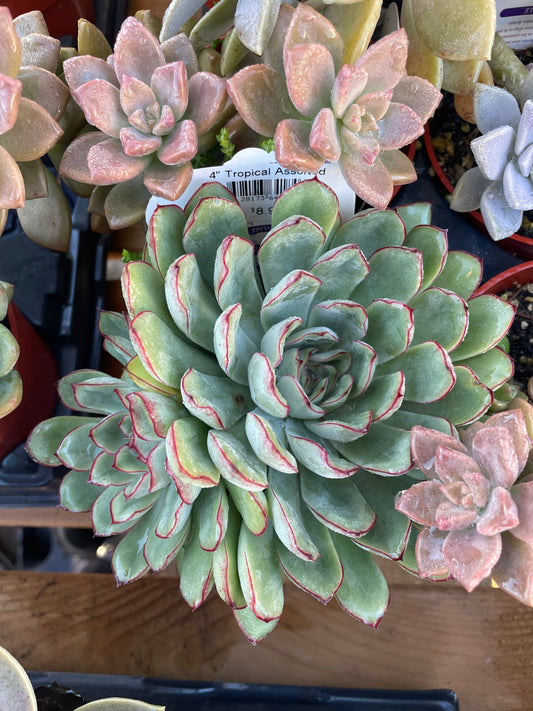 Echeveria Pulido's Succulent