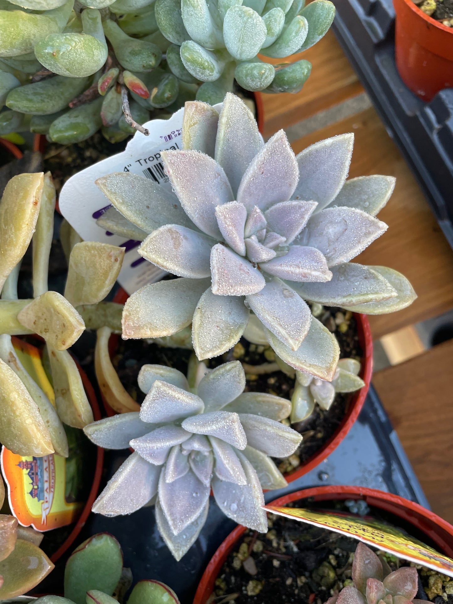 Ghost Plant Succulent