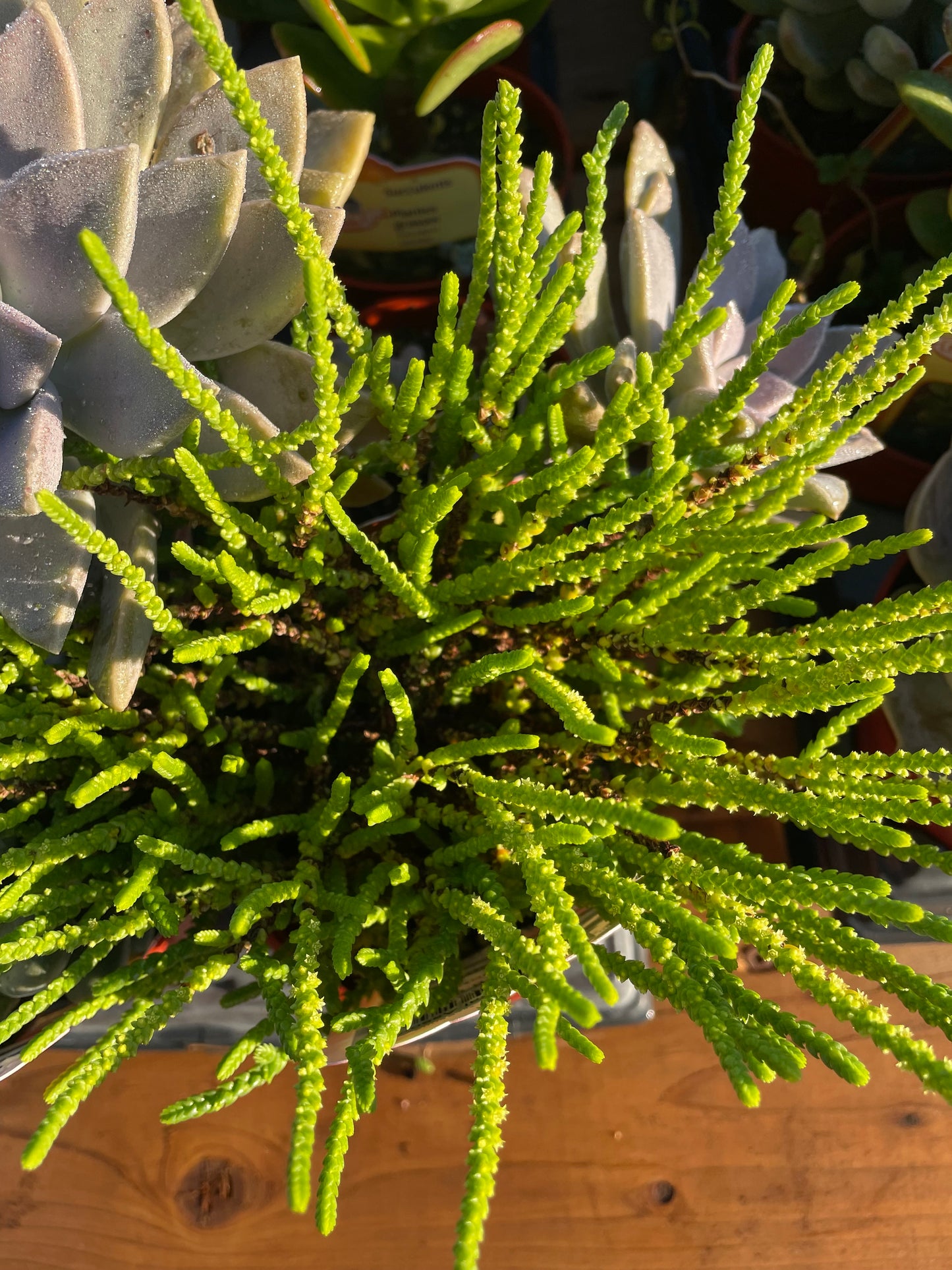 Rattail Crassula