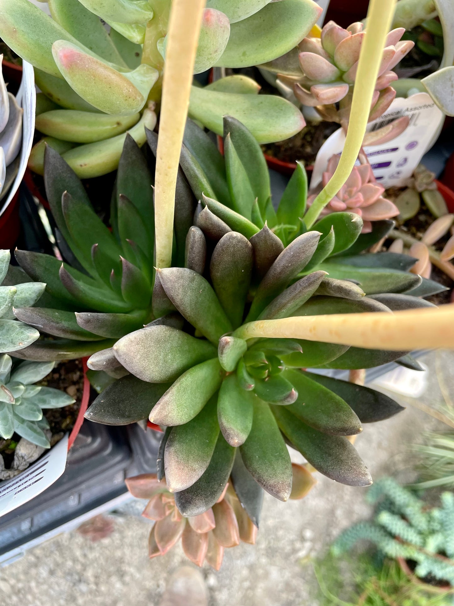 Black Prince Succulent