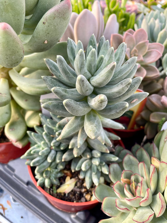 Little Jewel Succulent