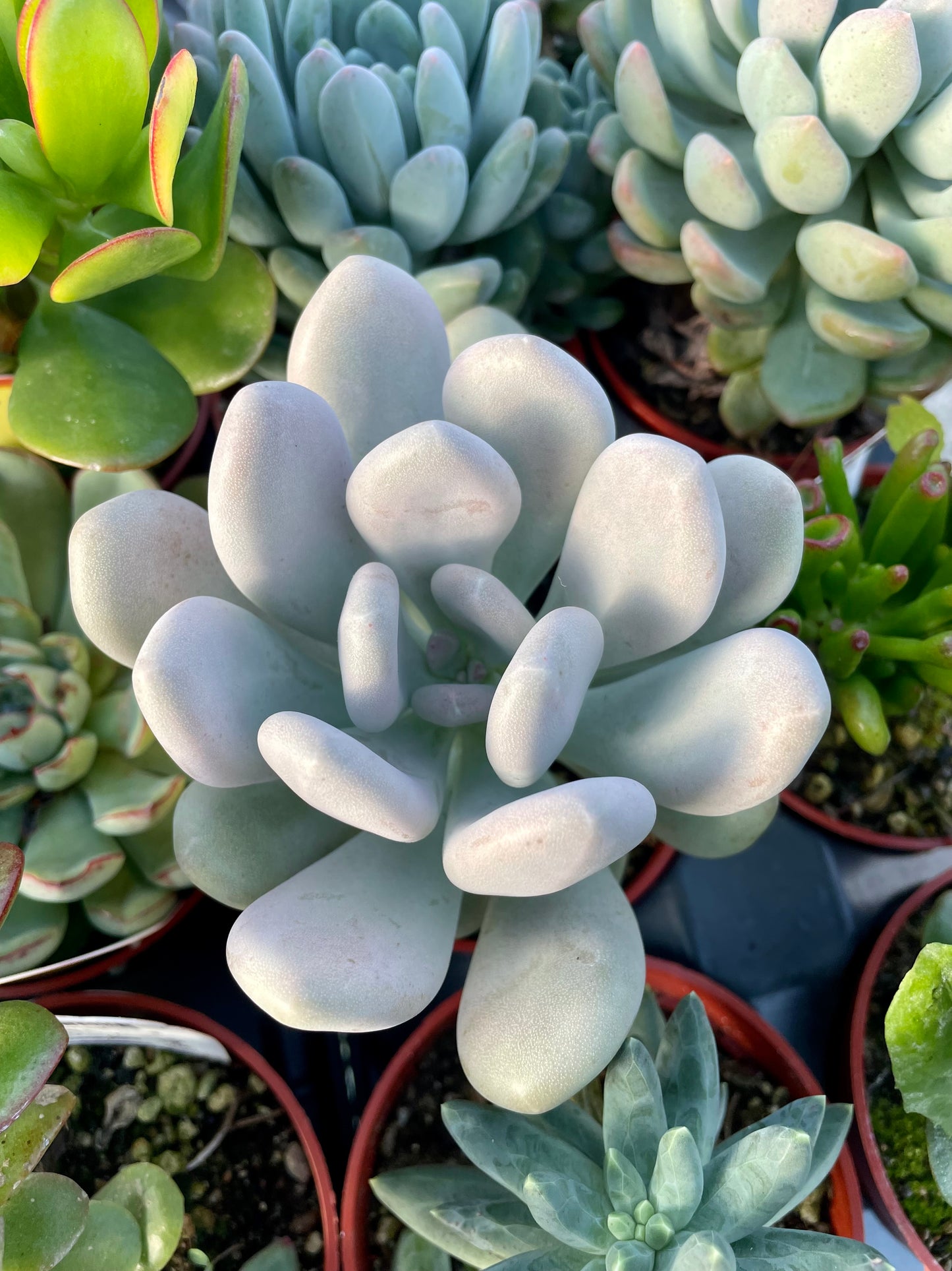 Sugaralmond Succulent