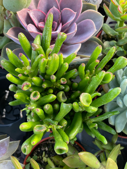 Gollum Jade Succulent