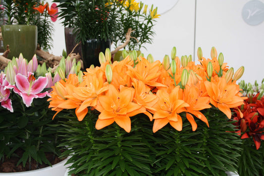 Tiny Double You Asiatic Lily