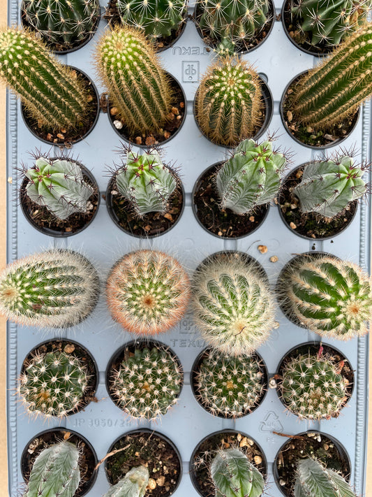 Assorted Cactus