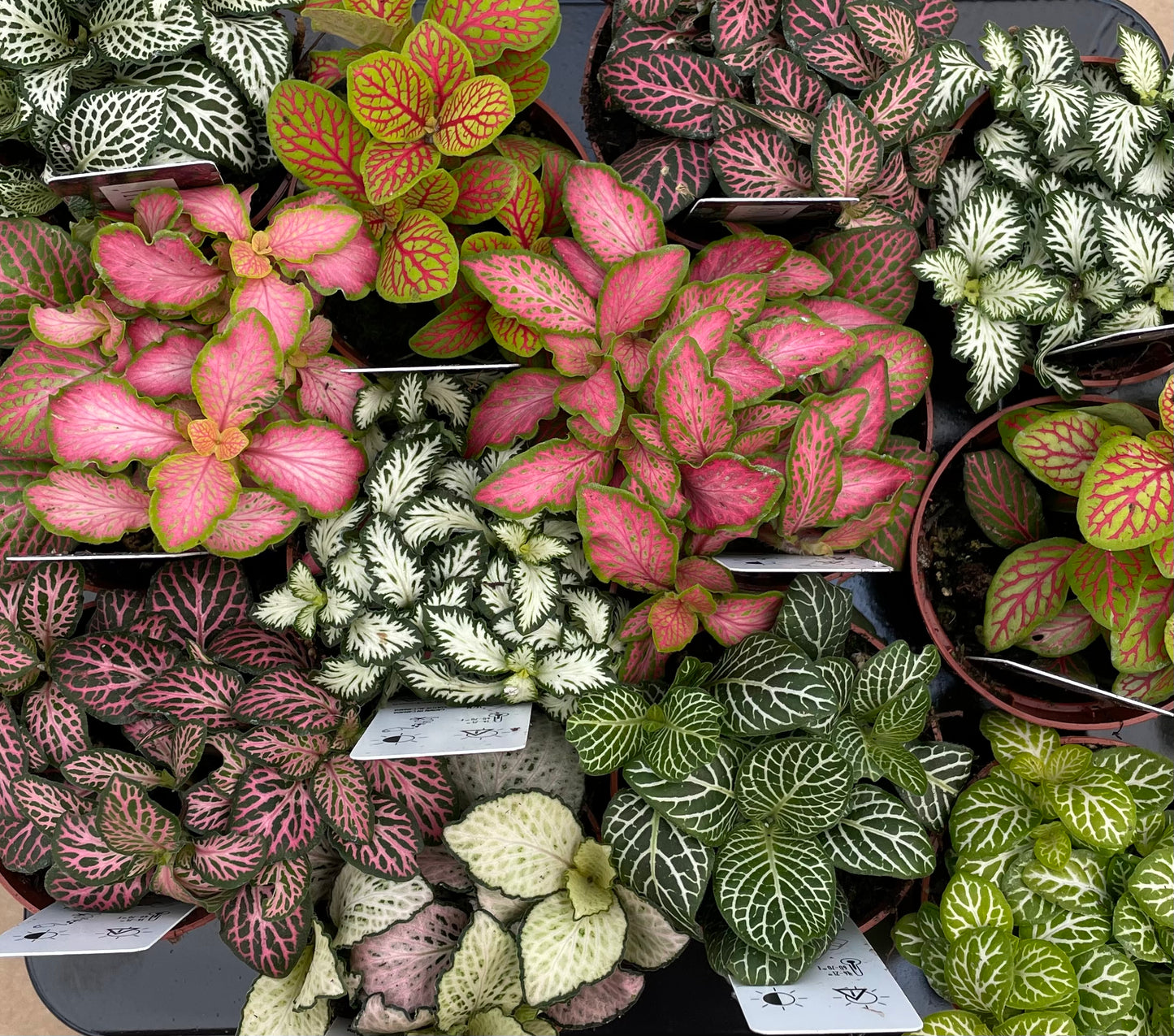 Assorted Fittonia
