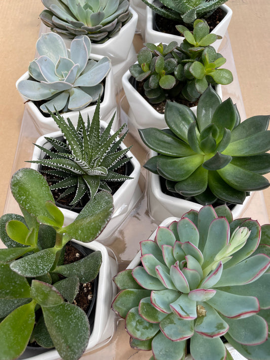 Assorted Succulents in Geometric Ceramic